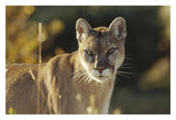 Mountain Lion Or Cougar Adult Portrait, North America-Paper Art-32,,X22,,