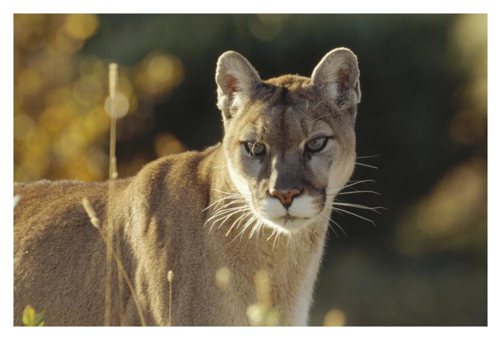 Mountain Lion Or Cougar Adult Portrait, North America-Paper Art-38,,X26,,