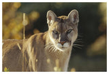Mountain Lion Or Cougar Adult Portrait, North America-Paper Art-50,,X34,,