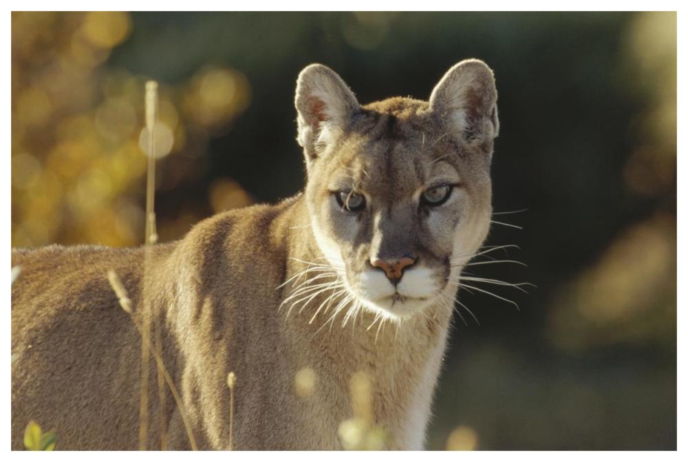 Mountain Lion Or Cougar Adult Portrait, North America-Paper Art-62,,X42,,