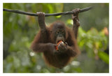 Orangutan Young Eating Fruit, Sabah, Borneo, Malaysia-Paper Art-20,,X14,,