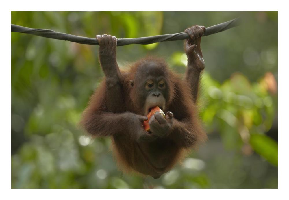 Orangutan Young Eating Fruit, Sabah, Borneo, Malaysia-Paper Art-26,,X18,,