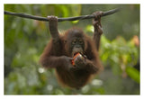 Orangutan Young Eating Fruit, Sabah, Borneo, Malaysia-Paper Art-38,,X26,,