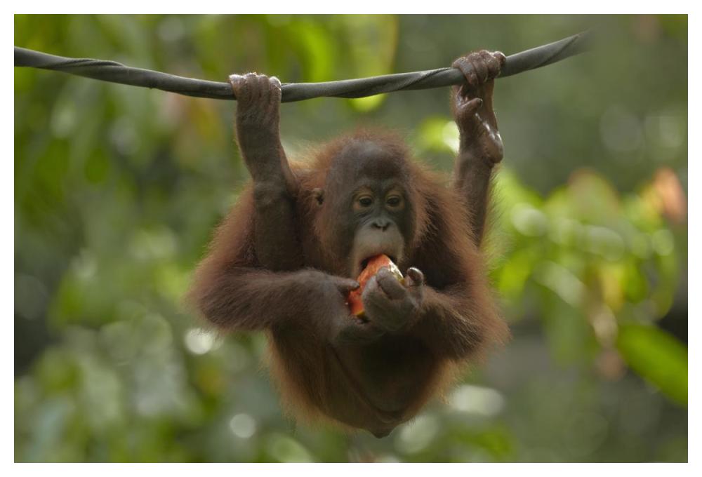 Orangutan Young Eating Fruit, Sabah, Borneo, Malaysia-Paper Art-50,,X34,,