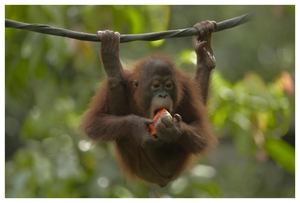 Orangutan Young Eating Fruit, Sabah, Borneo, Malaysia-Paper Art-62,,X42,,