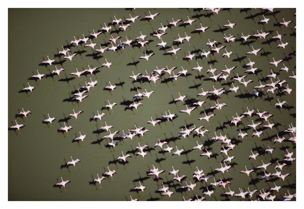 Lesser Flamingo Group Flock Flying Over A Lake, Kenya-Paper Art-20,,X14,,
