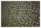 Lesser Flamingo Group Flock Flying Over A Lake, Kenya-Paper Art-20,,X14,,