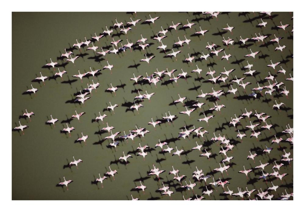 Lesser Flamingo Group Flock Flying Over A Lake, Kenya-Paper Art-26,,X18,,
