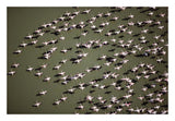 Lesser Flamingo Group Flock Flying Over A Lake, Kenya-Paper Art-26,,X18,,