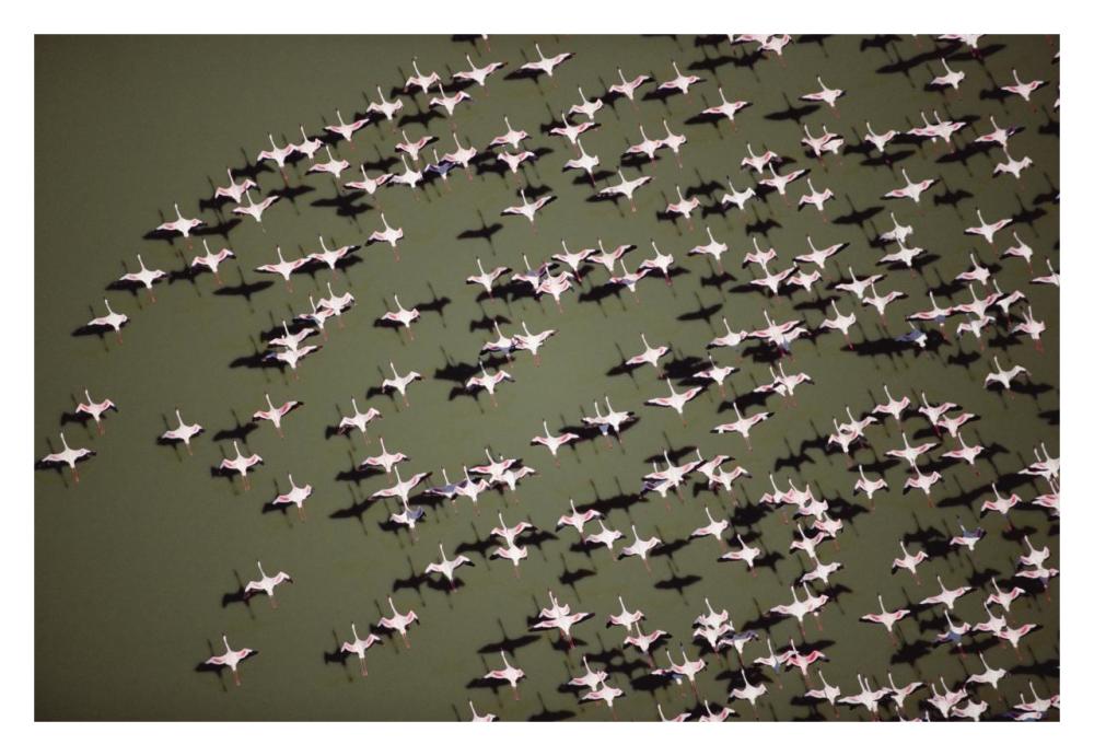 Lesser Flamingo Group Flock Flying Over A Lake, Kenya-Paper Art-32,,X22,,