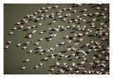 Lesser Flamingo Group Flock Flying Over A Lake, Kenya-Paper Art-32,,X22,,