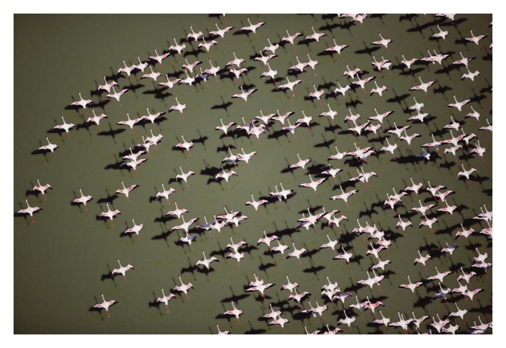 Lesser Flamingo Group Flock Flying Over A Lake, Kenya-Paper Art-38,,X26,,