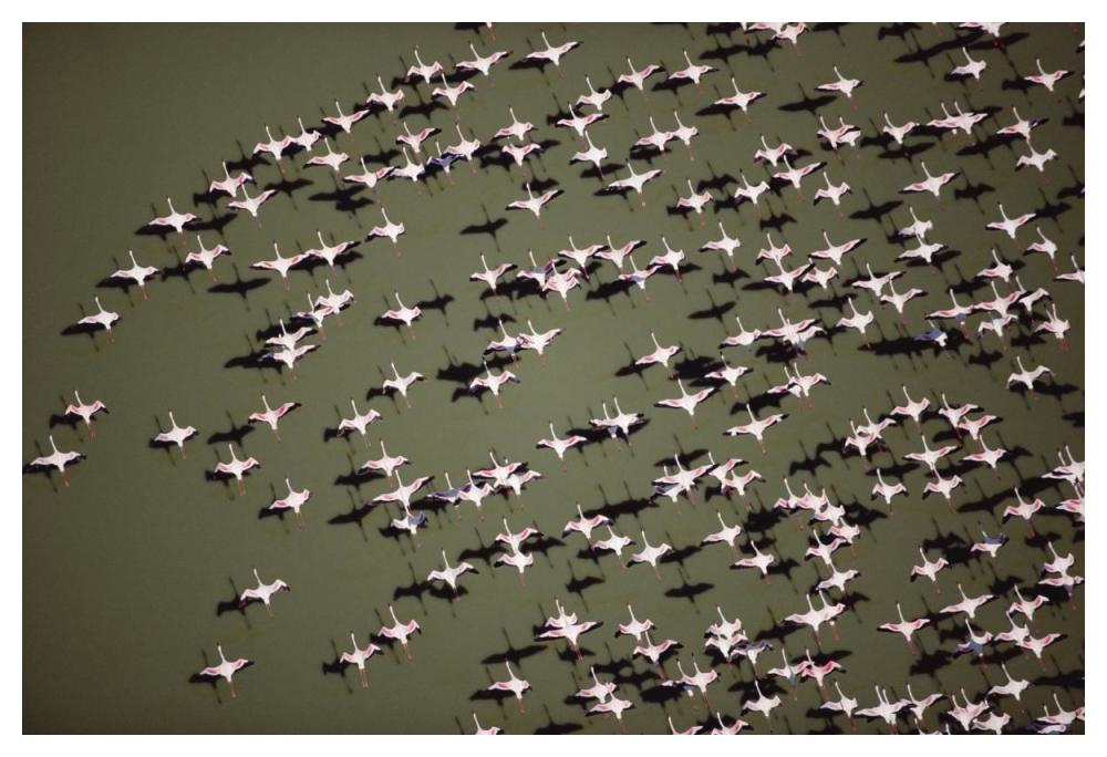Lesser Flamingo Group Flock Flying Over A Lake, Kenya-Paper Art-50,,X34,,