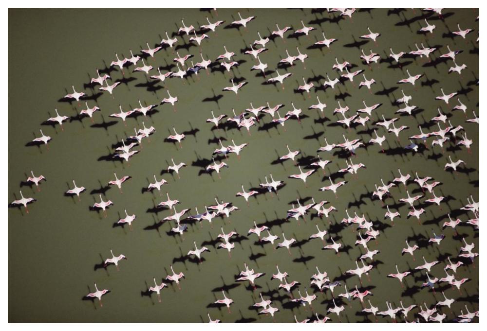 Lesser Flamingo Group Flock Flying Over A Lake, Kenya-Paper Art-62,,X42,,