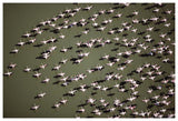 Lesser Flamingo Group Flock Flying Over A Lake, Kenya-Paper Art-62,,X42,,