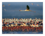 Lesser Flamingo Flying Over Flock, Lake Nakuru, Kenya-Paper Art-22,,X18,,