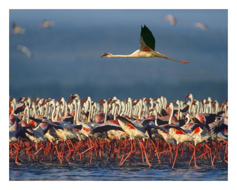 Lesser Flamingo Flying Over Flock, Lake Nakuru, Kenya-Paper Art-26,,X22,,