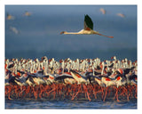 Lesser Flamingo Flying Over Flock, Lake Nakuru, Kenya-Paper Art-30,,X24,,