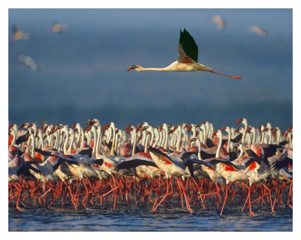 Lesser Flamingo Flying Over Flock, Lake Nakuru, Kenya-Paper Art-37,,X30,,
