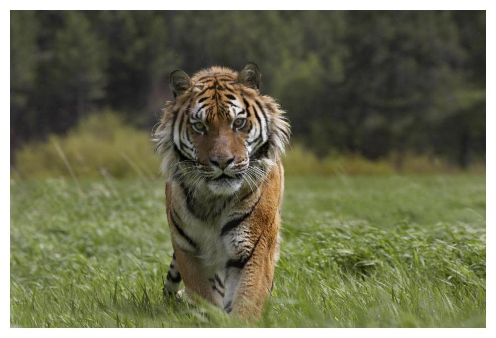 Siberian Tiger Walking, Endangered, Native To Siberia-Paper Art-50,,X34,,