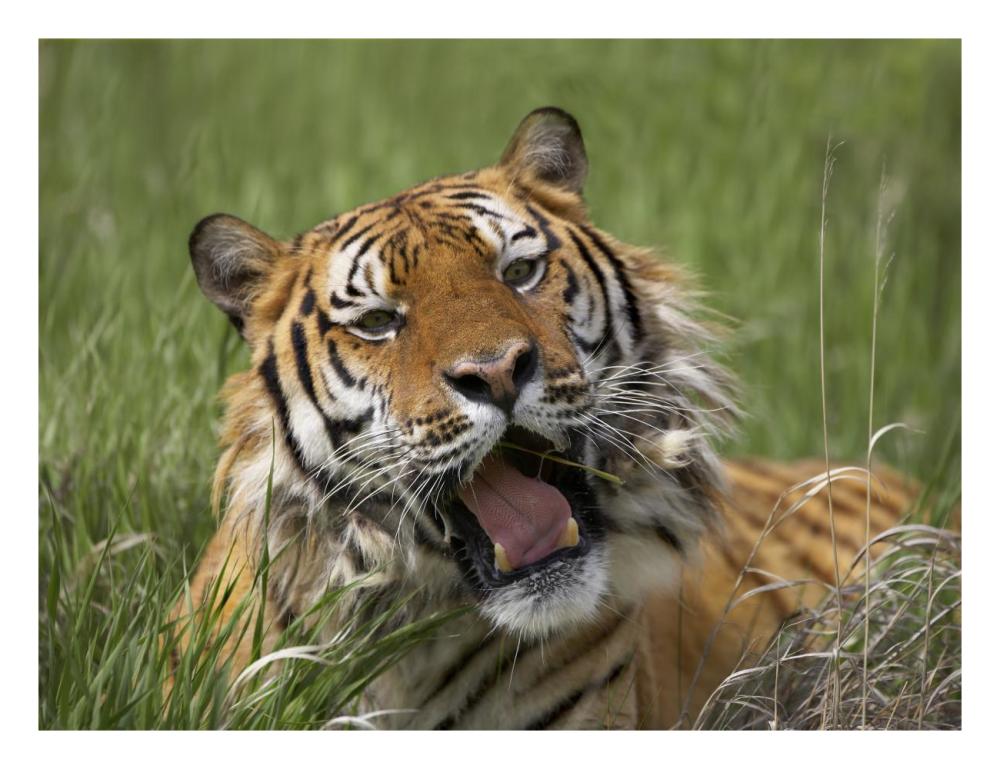 Siberian Tiger Yawning, Endangered, Native To Siberia-Paper Art-26,,X20,,