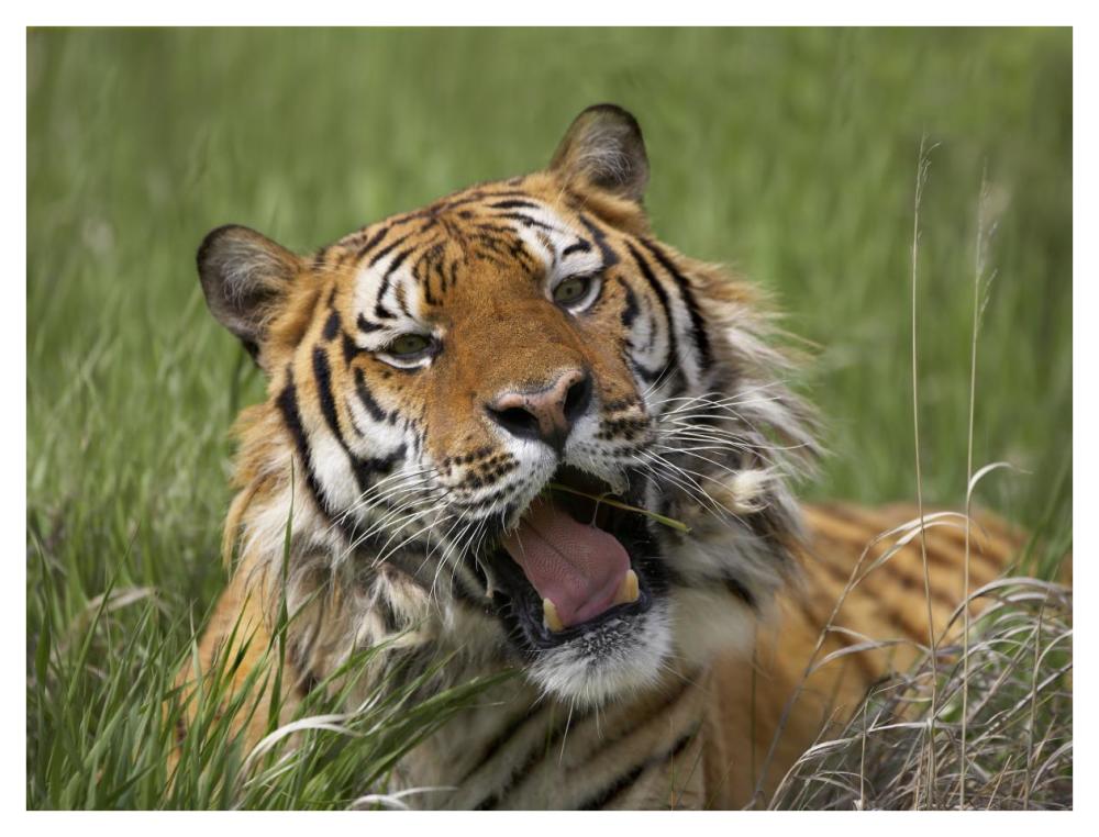 Siberian Tiger Yawning, Endangered, Native To Siberia-Paper Art-42,,X32,,