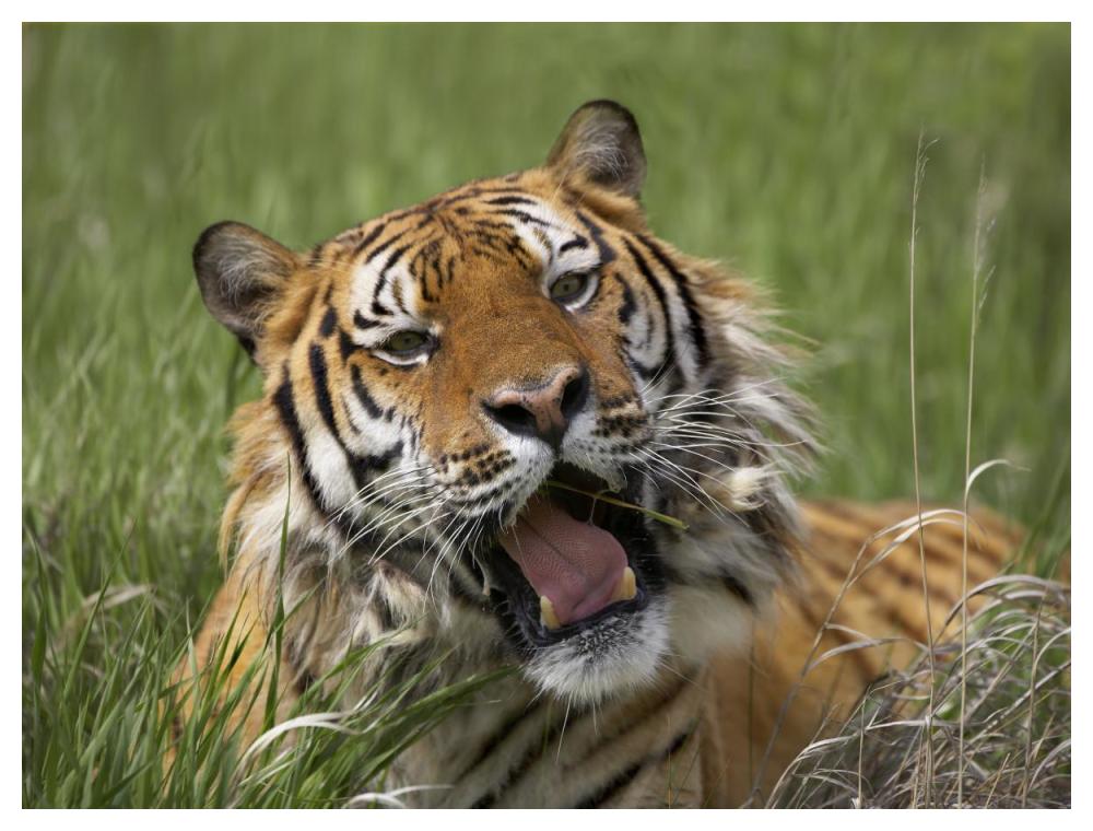 Siberian Tiger Yawning, Endangered, Native To Siberia-Paper Art-50,,X38,,