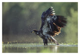 Bald Eagle Juvenile Bathing In A River, North America-Paper Art-20,,X14,,