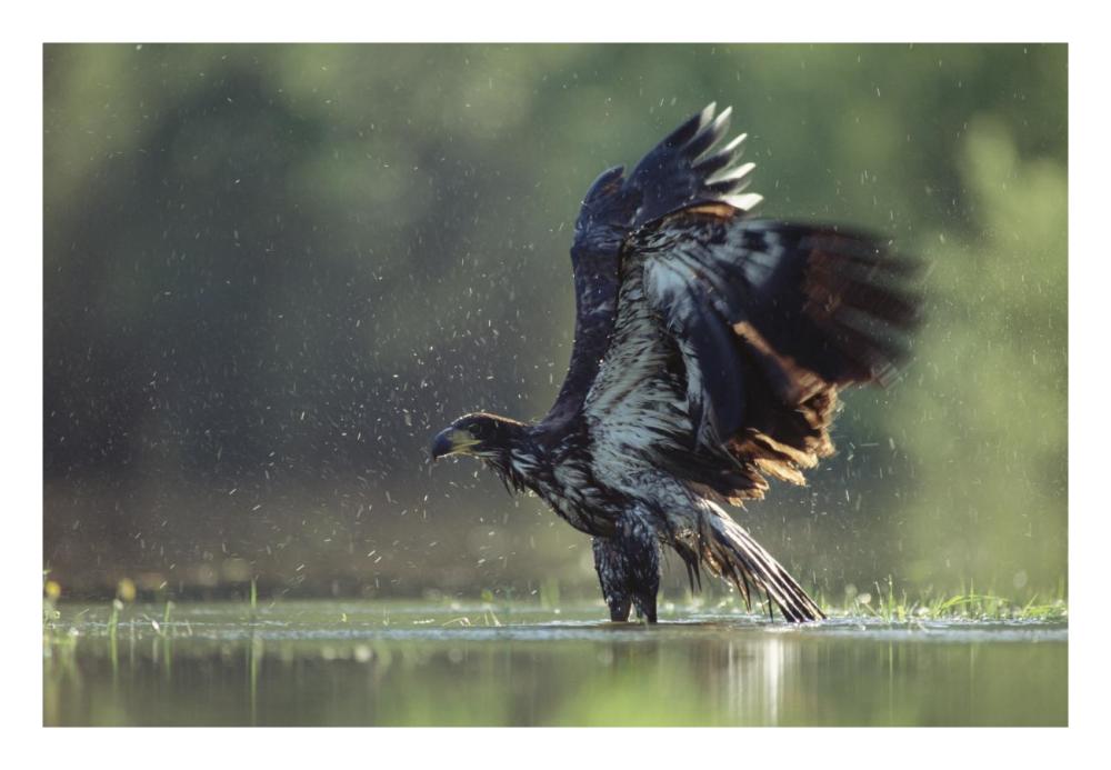 Bald Eagle Juvenile Bathing In A River, North America-Paper Art-26,,X18,,