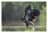 Bald Eagle Juvenile Bathing In A River, North America-Paper Art-32,,X22,,