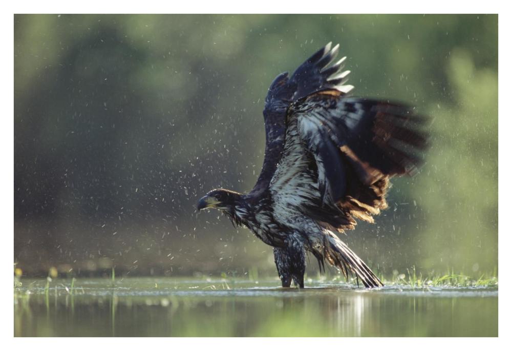 Bald Eagle Juvenile Bathing In A River, North America-Paper Art-38,,X26,,
