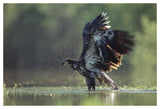 Bald Eagle Juvenile Bathing In A River, North America-Paper Art-50,,X34,,