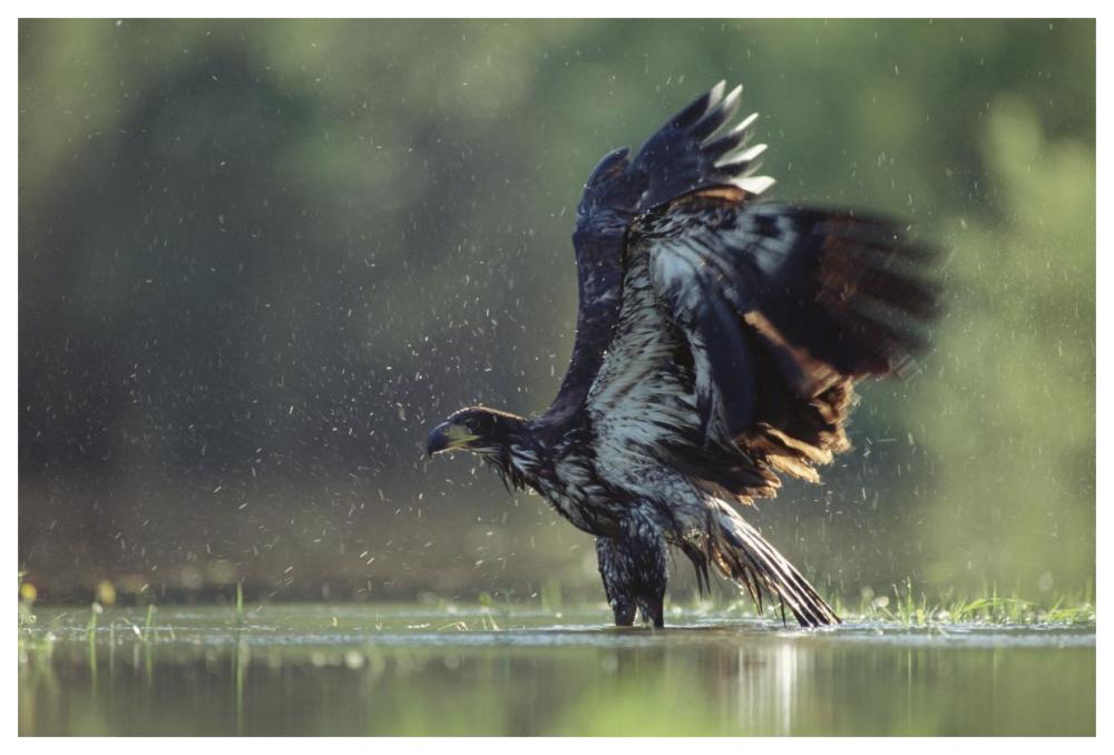 Bald Eagle Juvenile Bathing In A River, North America-Paper Art-62,,X42,,