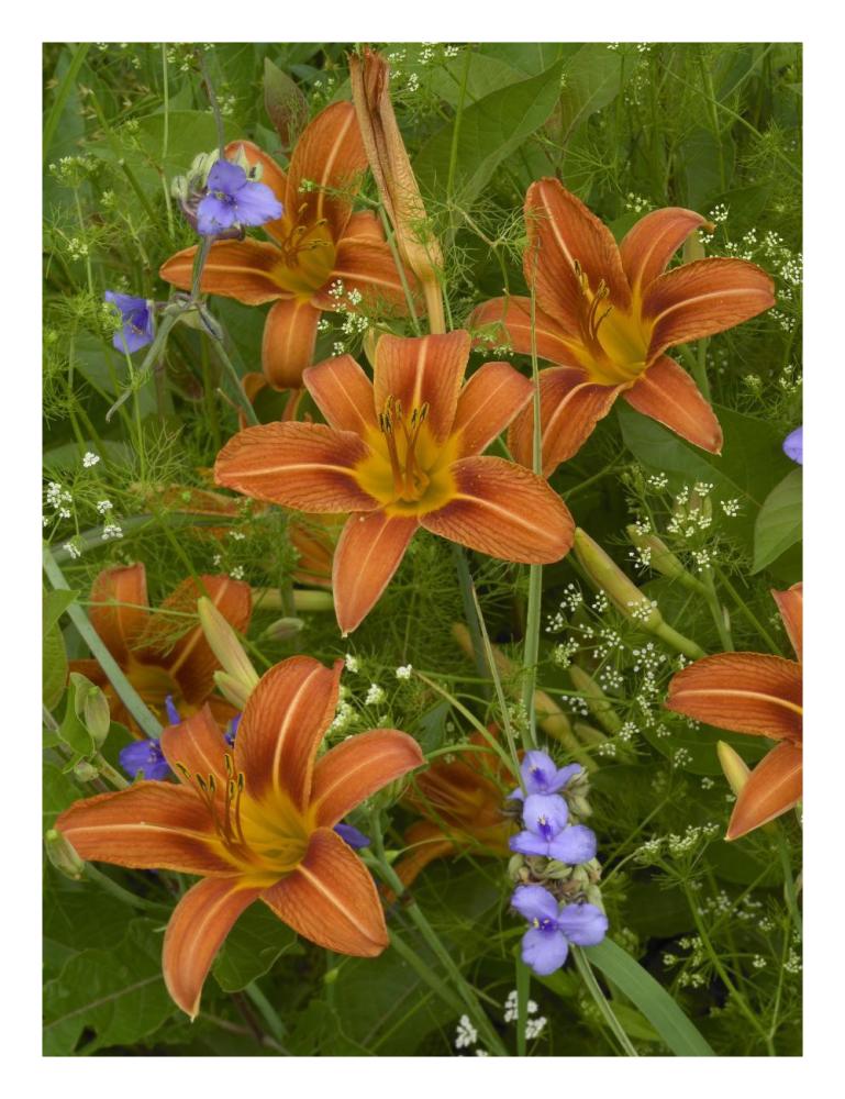 Orange Daylily With Virginia Spiderwort North America-Paper Art-20,,X26,,