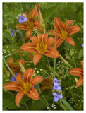 Orange Daylily With Virginia Spiderwort North America-Paper Art-38,,X50,,
