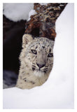 Snow Leopard Adult, Looking Out From Behind A Snowbank-Paper Art-14,,X20,,