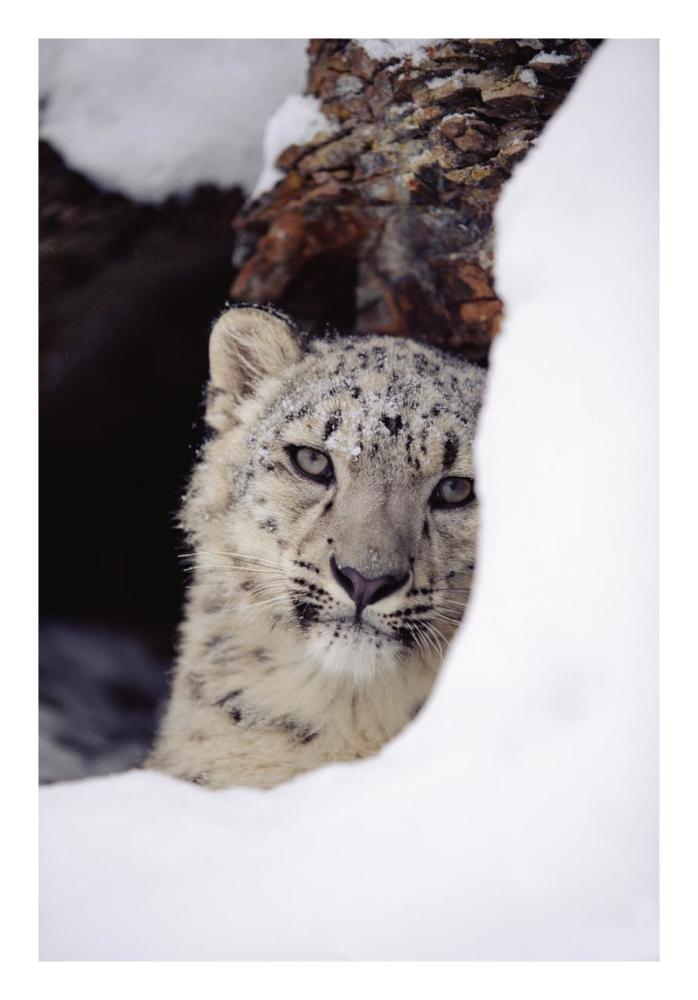 Snow Leopard Adult, Looking Out From Behind A Snowbank-Paper Art-18,,X26,,