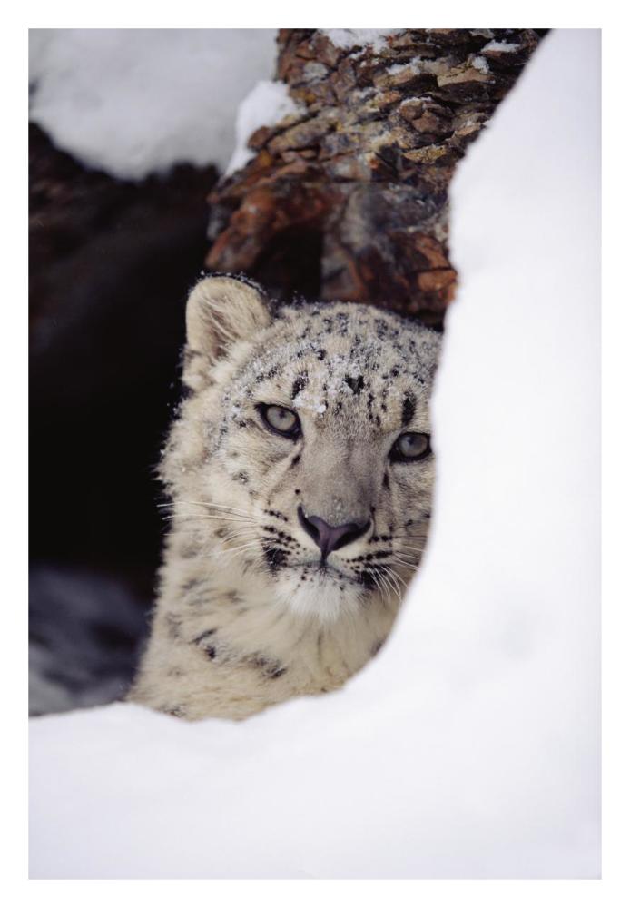 Snow Leopard Adult, Looking Out From Behind A Snowbank-Paper Art-22,,X32,,