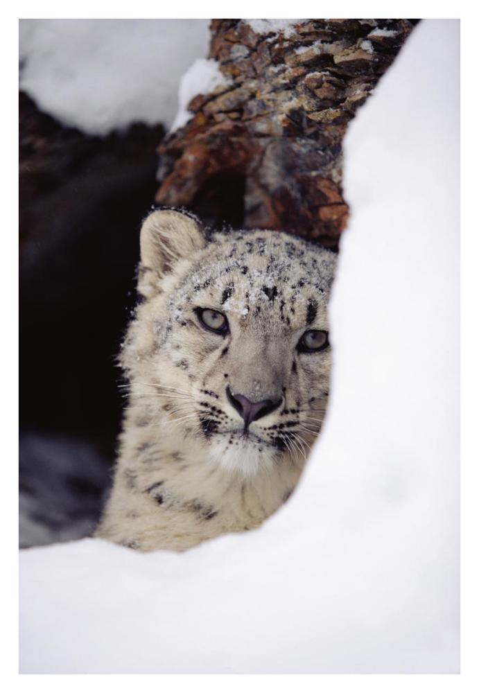 Snow Leopard Adult, Looking Out From Behind A Snowbank-Paper Art-26,,X38,,
