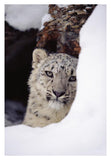 Snow Leopard Adult, Looking Out From Behind A Snowbank-Paper Art-26,,X38,,