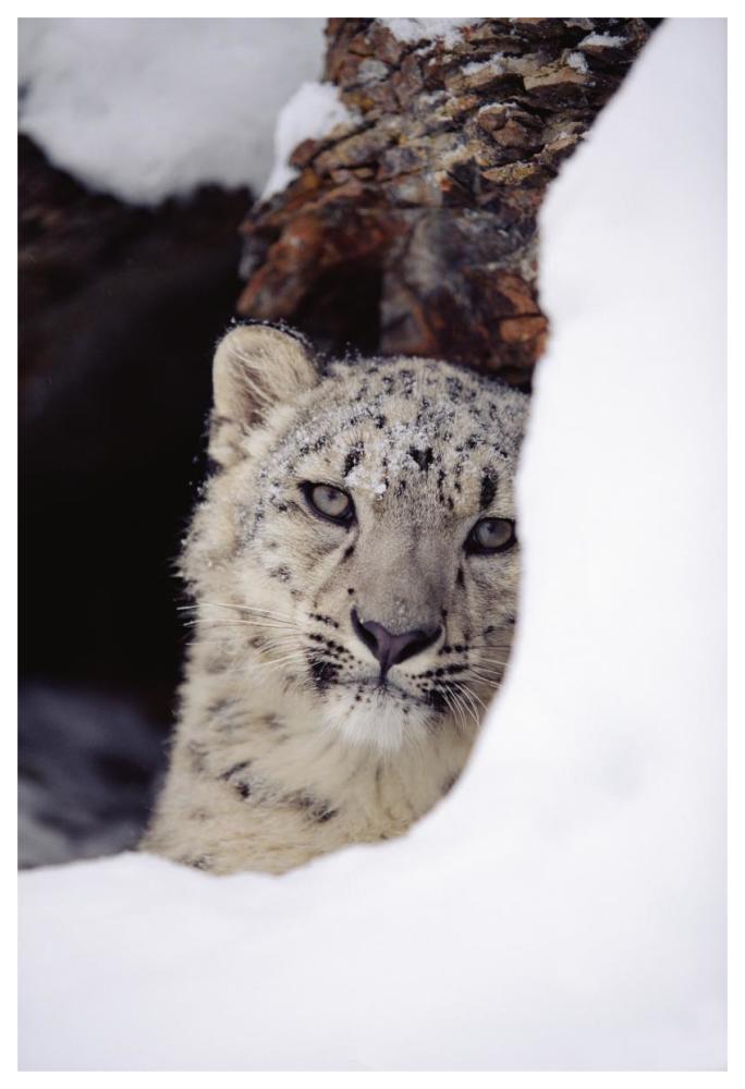 Snow Leopard Adult, Looking Out From Behind A Snowbank-Paper Art-42,,X62,,