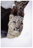 Snow Leopard Adult, Looking Out From Behind A Snowbank-Paper Art-42,,X62,,