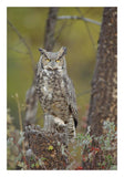 Great Horned Owl Adult Perching In Tree, North America-Paper Art-18,,X26,,