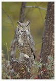Great Horned Owl Adult Perching In Tree, North America-Paper Art-34,,X50,,