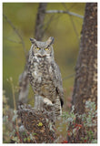 Great Horned Owl Adult Perching In Tree, North America-Paper Art-42,,X62,,