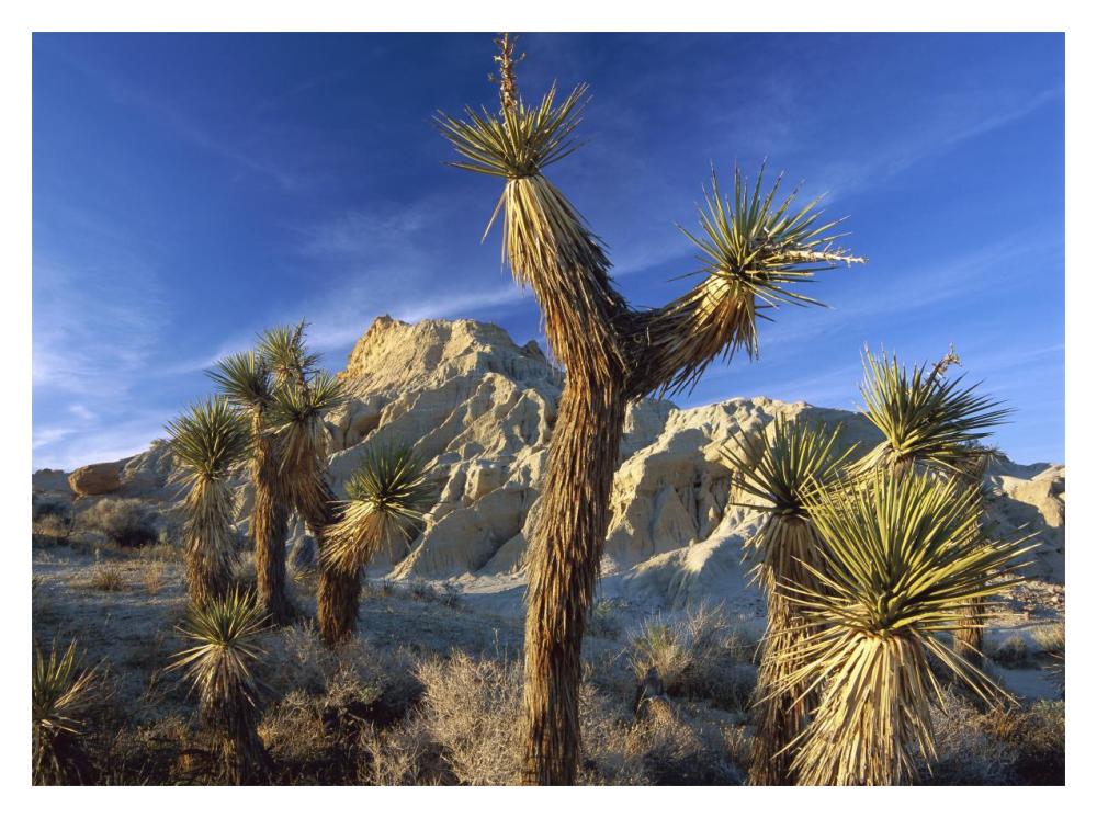 Joshua Trees In Red Rock Canyon State Park, California-Paper Art-18,,X14,,