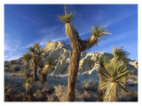 Joshua Trees In Red Rock Canyon State Park, California-Paper Art-18,,X14,,