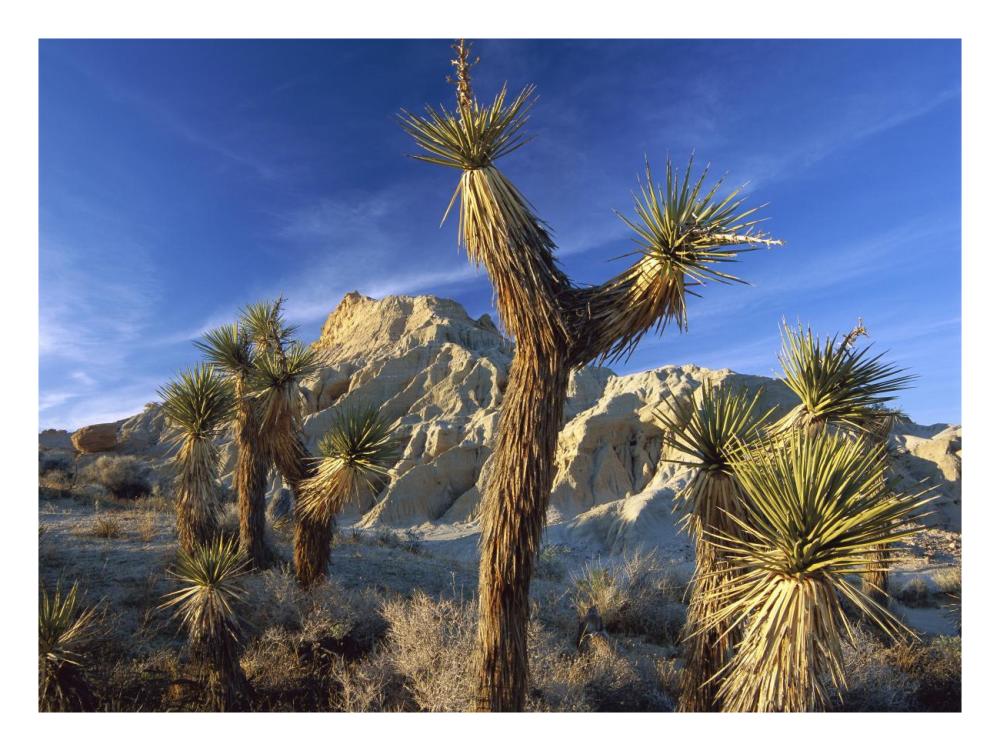 Joshua Trees In Red Rock Canyon State Park, California-Paper Art-26,,X20,,