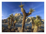 Joshua Trees In Red Rock Canyon State Park, California-Paper Art-26,,X20,,