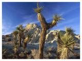Joshua Trees In Red Rock Canyon State Park, California-Paper Art-42,,X32,,